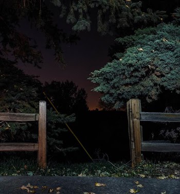 brown wooden fence near green leaf tree