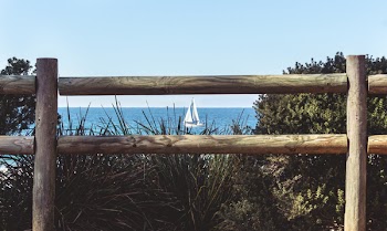 Brown Wooden Fence Near Green Leaf Trees