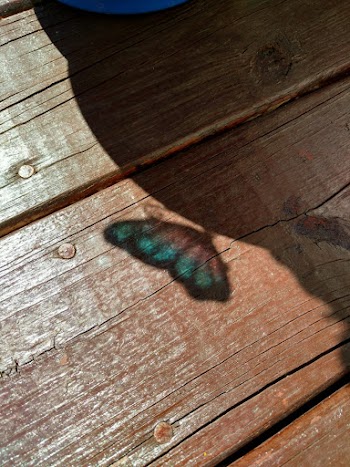 Brown Wooden Floor
