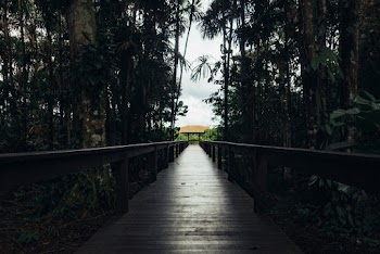 Brown Wooden Footbridge