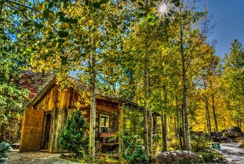 Brown Wooden House Beside Green Tall Trees]