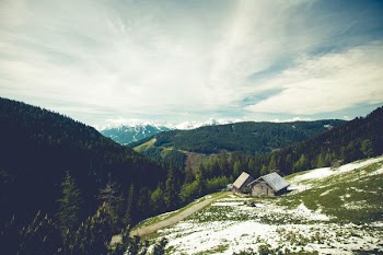 brown wooden house near pine trees during daytime
