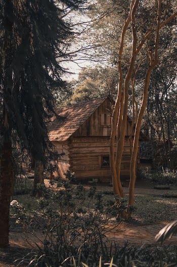 Brown Wooden House Near Trees