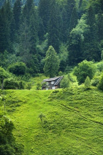 Brown Wooden House Surrounded by Green Trees