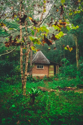 Brown Wooden House Surrounded by Trees