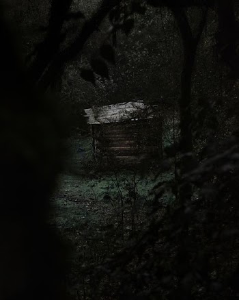 brown wooden house surrounded of trees
