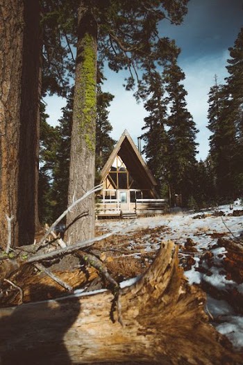 brown wooden house surrounded with trees at daytime