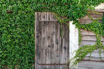 brown wooden pallet door