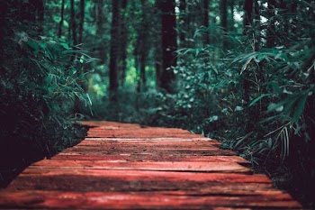 brown wooden path in the middle of green plants