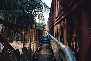 brown wooden pathway near green tree