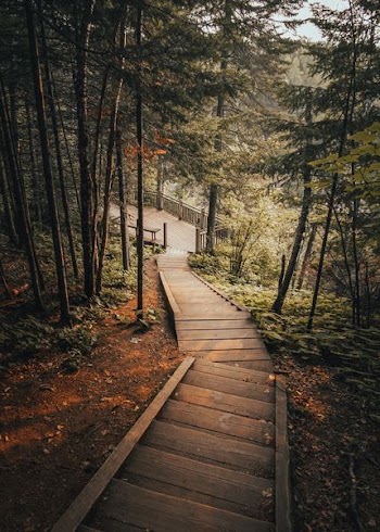 brown wooden pathway towards green tall trees