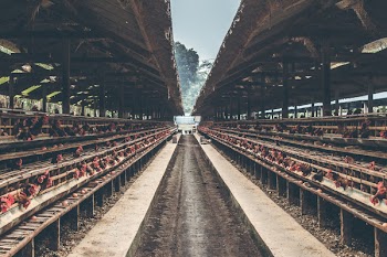 Brown Wooden Poultry