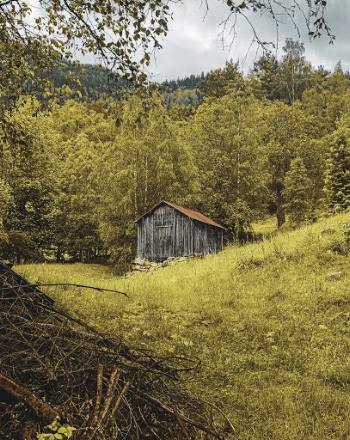 Brown Wooden Shed Beside Trees