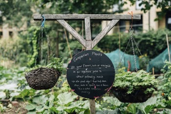 Brown Wooden Stand With Hanged Plants