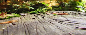 Brown Wooden Surface