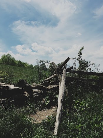 Brown Woods