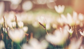 brown worm on white flower