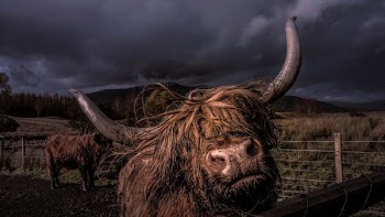 brown yak inside fence during nighttime