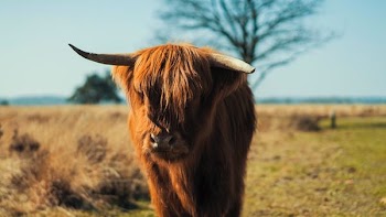 brown yak on grass
