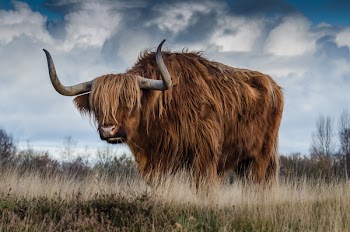 Brown Yak on Green and Brown Grass Field
