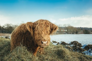 Brown Yak on Green Grass Field