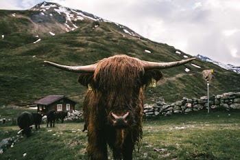 Brown Yak Standing on Green Grass