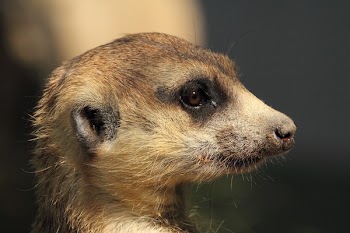 Brown Yellow and White Meerkat