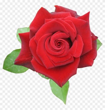 Browse And Download Rose Png Pictures - Tulasi Incense Cones - 15 Cones (red Rose)