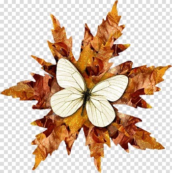 Brush-footed butterflies Butterfly Symmetry, butterfly transparent background PNG clipart