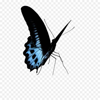 Brush-footed butterflies Butterfly White admiral Image Portable Network Graphics - butterfly 