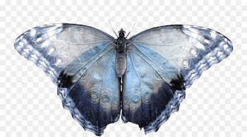 Brush-footed butterflies Gossamer-winged butterflies Butterfly Silkworm Fall webworm moth - butterfly 