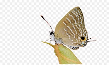 Brush-footed butterflies Gossamer-winged butterflies Moth Fauna Pest - dragonflies 