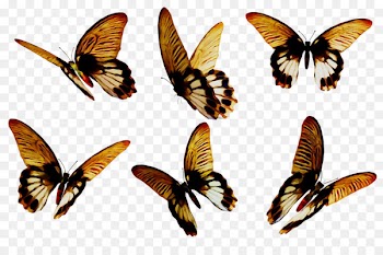 Brush-footed butterflies Moth Insect Fauna Membrane -  