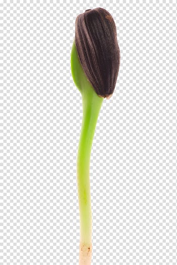 Brush, Germinating melon seeds transparent background PNG clipart
