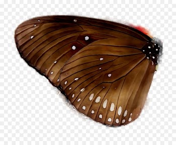 Brushfooted Butterflies, Butterfly, Insect PNG