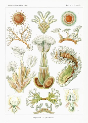 Bryozoa&ndash;Moostiere from Kunstformen der Natur (1904) by Ernst Hae.. | Free public domain illustration - 2272234
