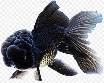 Bubble Eye Panda Telescope Ranchu Lionhead Butterfly tail - goldfish 