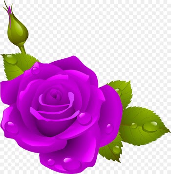 Bubble Shooter Roses Picture Frames Flower Garden roses - lilac 