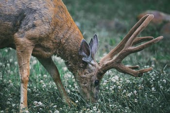 buck eating grass