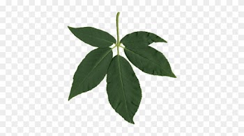 Buckeye Leaf Nature In Novato Png Buckeye Leaf - Buckeye Leaf Nature In Novato Png Buckeye Leaf
