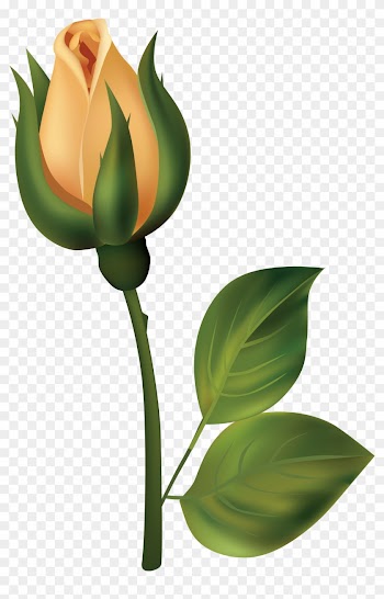Bud Clipart Rose Bud - White Rose Bud Png
