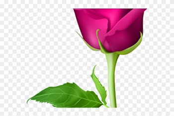 Bud Clipart Sweetheart Rose - Pink Rose Flower Png
