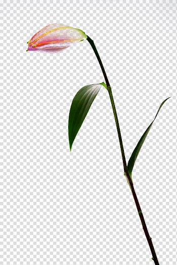 Bud Lilium Flower, A white lily bud buckle-free material transparent background PNG clipart