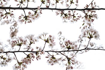 Budding Pink Cherry Flowers