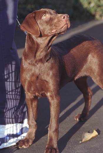 Buddy the Dog. Original public | Free Photo - rawpixel