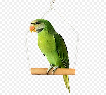 Budgerigar Bird Clip art Portable Network Graphics Parakeet - real parrot 
