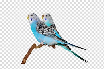 Budgerigar Bird Cockatiel Finch Cockatoo, parrot transparent background PNG clipart