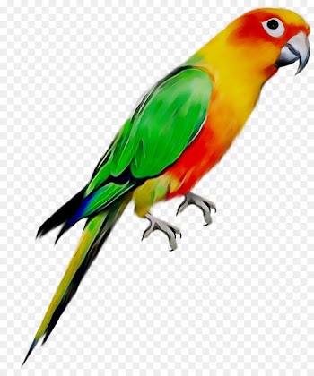 Budgerigar Bird Cockatiel Parakeet Pet -  