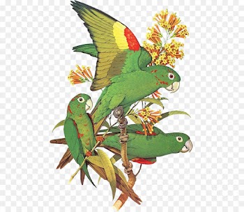 Budgerigar, Bird, Lovebird, Parrot PNG
