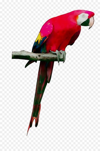Budgerigar Bird Macaw Grey parrot Loriini -  